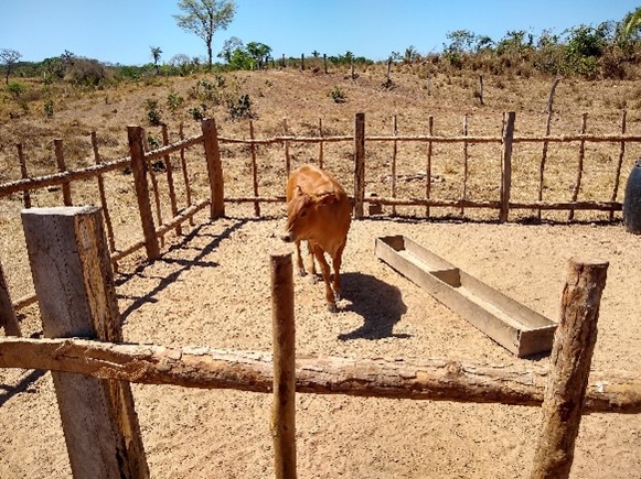 Primeira estrutura a céu aberto, que favorece a aplicação do creep-feeding enquanto estratégia na seca