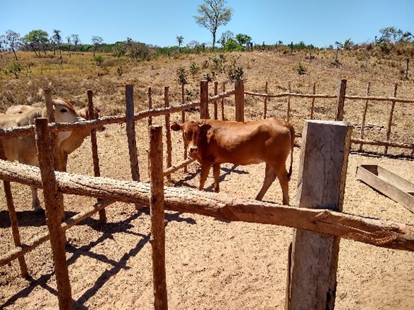 Segunda estrutura a céu aberto, que favorece a aplicação do creep-feeding enquanto estratégia na seca