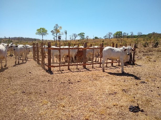 Terceira estrutura a céu aberto, que favorece a aplicação do creep-feeding enquanto estratégia na seca