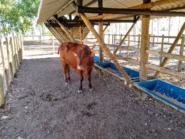 Quarta estrutura com cercas e telhadp no cocho, que favorece a aplicação do creep-feeding enquanto estratégia na seca