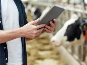 Pecuarista com um tablet e vacas ao fundo representando a inovação e tecnologia na agropecuária.