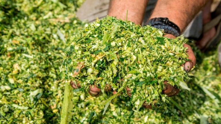 análise bromatológica: mãos segurando silagem verde