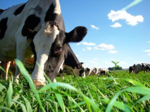 vaca holandesa comendo pasto verde