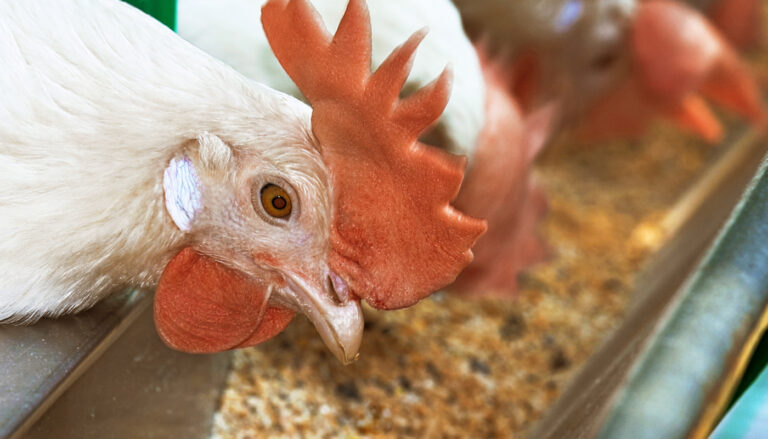 nutrição de aves - close de uma ave se alimentando de ração.