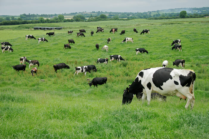 vacas en sistema de pastejo rotacionado