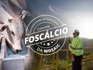 selo foscálcio de qualidade