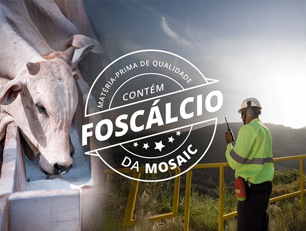 selo foscálcio de qualidade