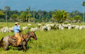 diferimento de pastagem na época seca - pastagem verde com gado e homem à cavalo