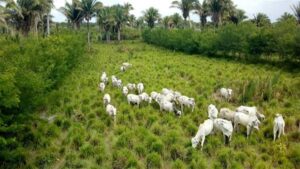 ILPF na recuperação de pastagens degradadas - imagem de pasto vista de cima