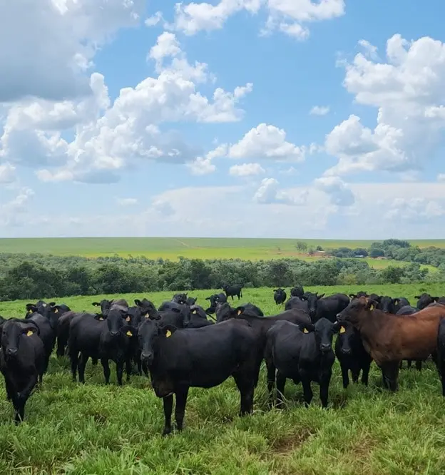 Novilhas F1 de Nelore e Aberdeen Angus, Fazenda Morro da Lua, Pedra Preta – MT, cliente MPasto e Foscálcio.
