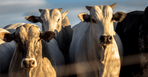 gado hedge na pecuária