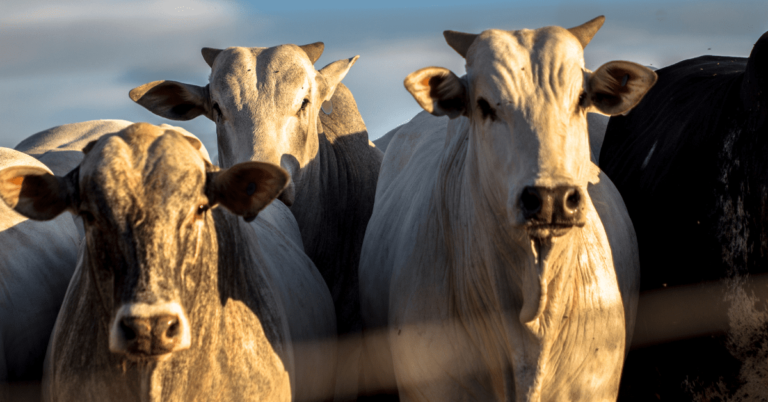 gado hedge na pecuária
