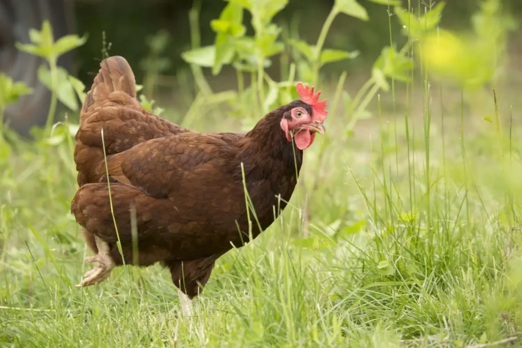 Rhode Island Red