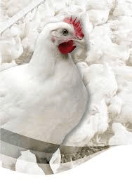 Coob  - Avicultura de corte