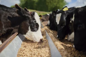 suplementação mineral para bovinos e custo benefício