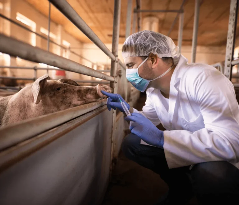 biosseguridade na suinocultura
